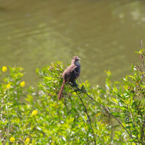 iNaturalist observation photo of California Thrasher