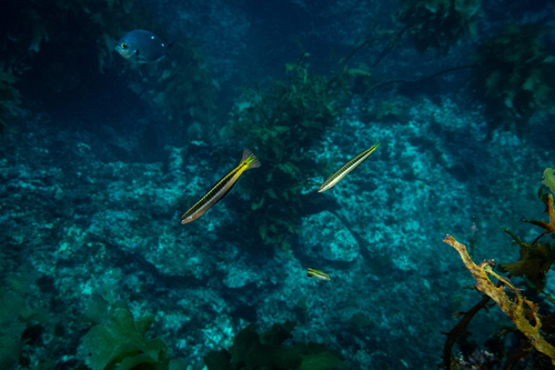 Plagiotremus tapeinosoma
