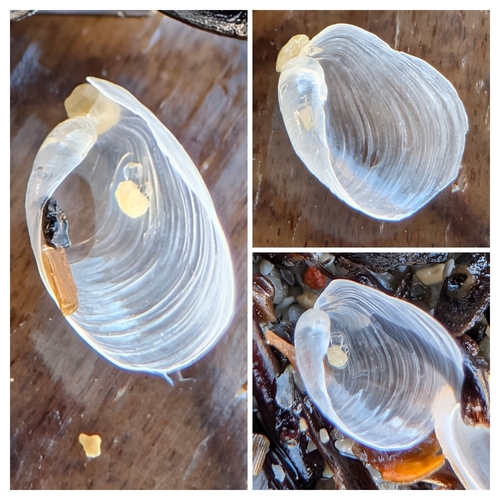 Lobe Shell, Plage du Prophète, 13007 Marseille, France, photo 10 of 10