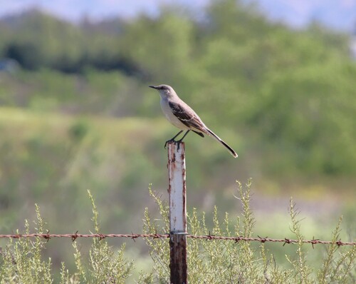 iNaturalist observation photo of Northern Mockingbird