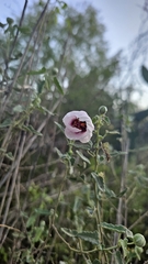 Pavonia aurigloba, photograph (c) dante borzone, some rights reserved (CC BY)