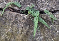 Adiantum malesianum