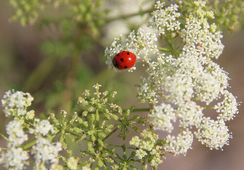 iNaturalist observation photo of Seven-spotted Lady Beetle