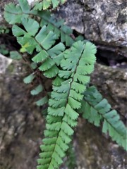 Adiantum malesianum