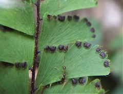 Adiantum malesianum