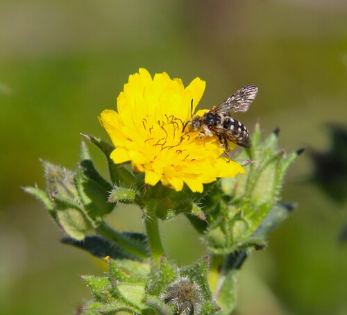 iNaturalist observation photo of California Digger-cuckoo Bee