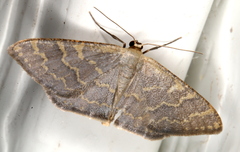 Idaea coercita