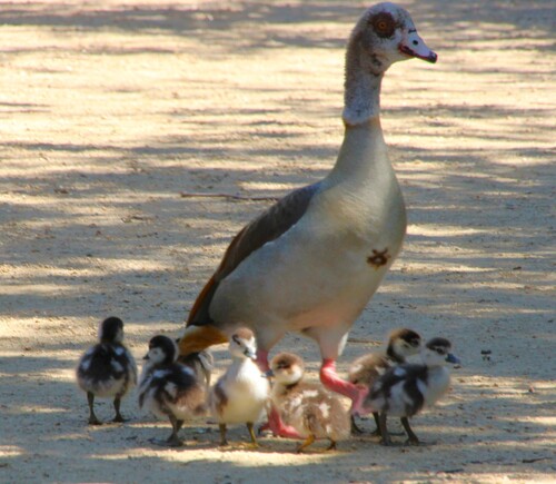 iNaturalist observation photo of Egyptian Goose