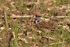 Passer montanus montanus