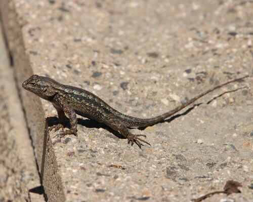 iNaturalist observation photo of Western Fence Lizard
