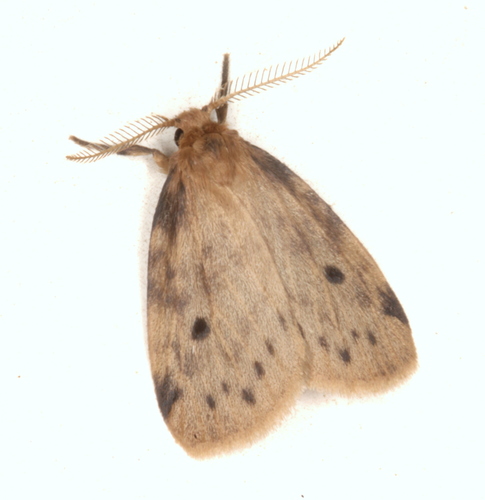 Thumatha fuscescens · iNaturalist