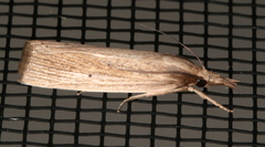 Calamotropha leptogrammellus