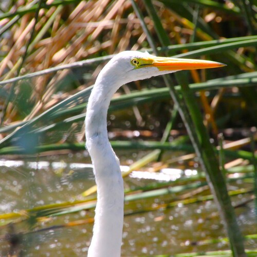 iNaturalist observation photo of Great Egret