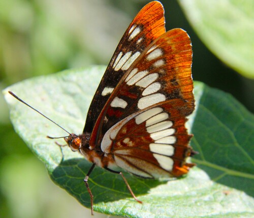 iNaturalist observation photo of Lorquin's Admiral
