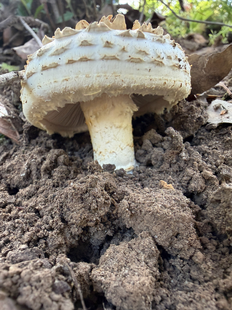 Amanita magniverrucata · April 2026 · photo: © chrisalises (iNaturalist, cc-by)