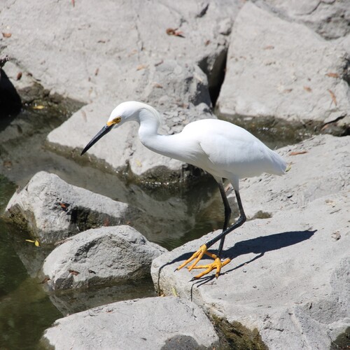 iNaturalist observation photo of Snowy Egret