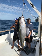 Thunnus albacares