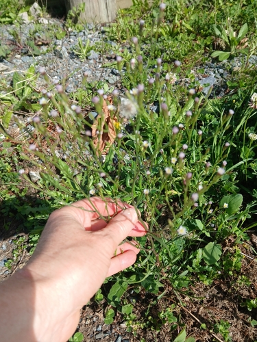 Eastern Annual Saltmarsh Aster (Symphyotrichum subulatum)