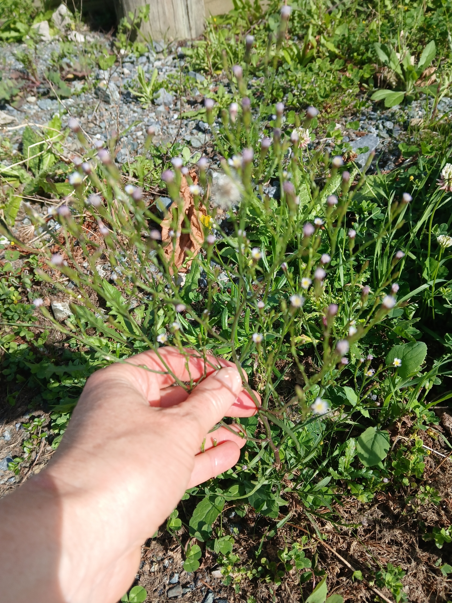 Eastern Annual Saltmarsh Aster (Symphyotrichum subulatum)