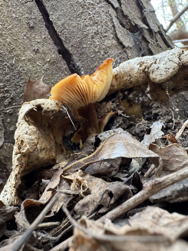 Flammulina velutipes · April 2026 · photo: © siphonophoreslinger (iNaturalist, cc-by)