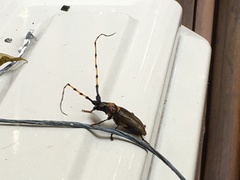 Retrachydes thoracicus