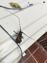 Retrachydes thoracicus