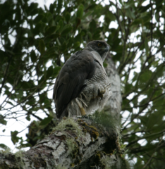 Accipiter henstii