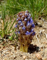 Orobanche coerulescens