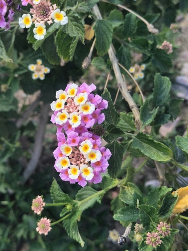 Lantana (Lantana strigocamara)