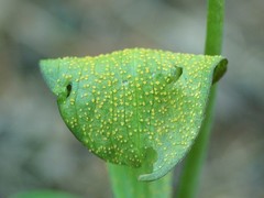 Uromyces ari-triphylli