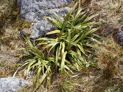 Astelia petriei