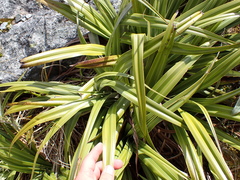 Astelia petriei, photograph (c) Benjamin Lavin, some rights reserved (CC BY)