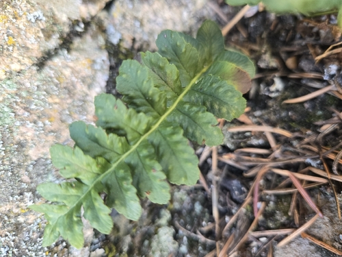 western polypody (Polypodium hesperium)