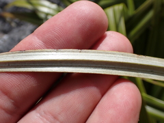 Astelia petriei, photograph (c) Benjamin Lavin, some rights reserved (CC BY)