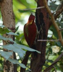 Chrysophlegma miniaceum