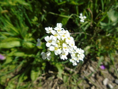 Capsella grandiflora