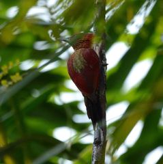 Chrysophlegma miniaceum