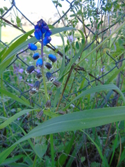 Bellevalia dubia boissieri