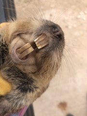 Cratogeomys castanops