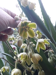 Furcraea guerrerensis