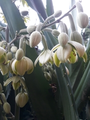 Furcraea guerrerensis