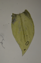 Lembophyllaceae