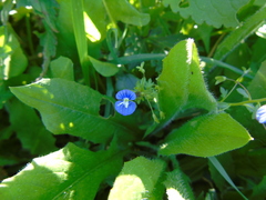 Veronica glauca