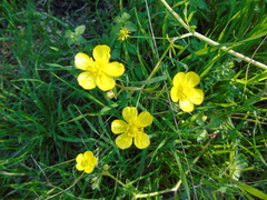 Ranunculus neapolitanus