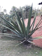 Furcraea guerrerensis