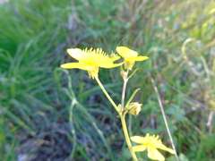 Ranunculus neapolitanus