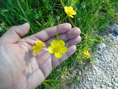 Ranunculus neapolitanus