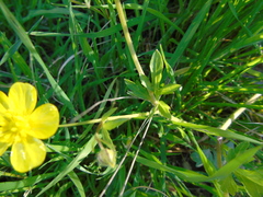 Ranunculus neapolitanus