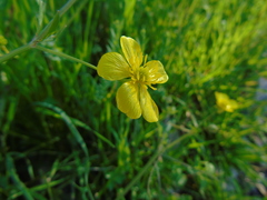 Ranunculus neapolitanus