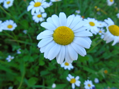Anthemis chia